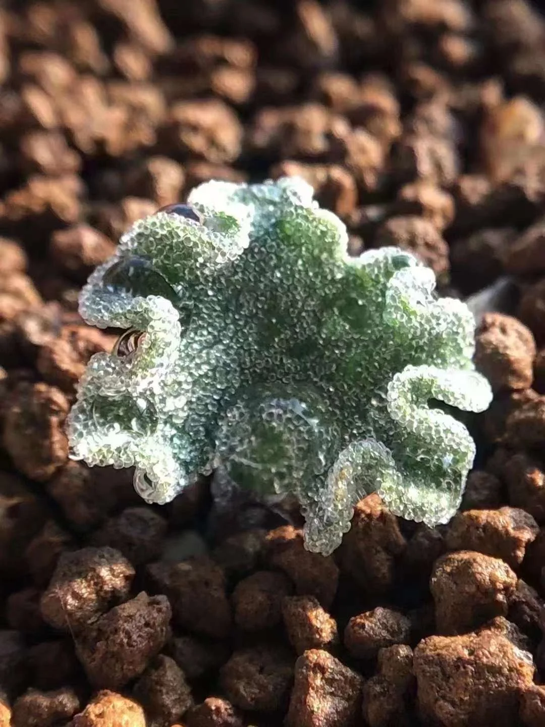 plant Aeonium Echeveria Haworthia  Caudex  Lithops Cactus  Agave 