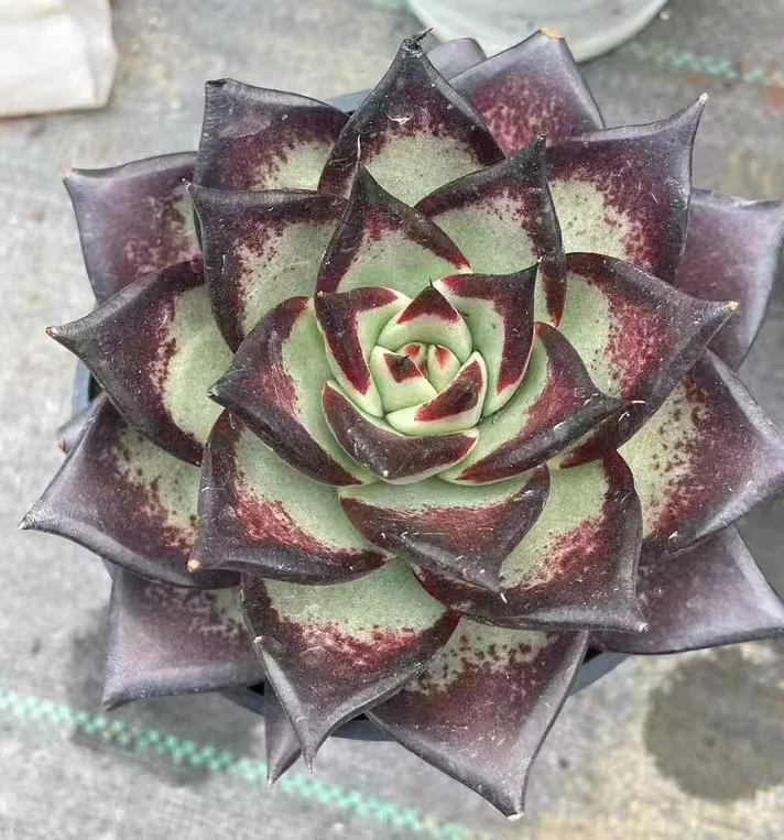 plant Aeonium Echeveria Haworthia  Caudex  Lithops Cactus  Agave 