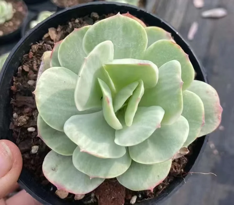 plant Aeonium Echeveria Haworthia  Caudex  Lithops Cactus  Agave 