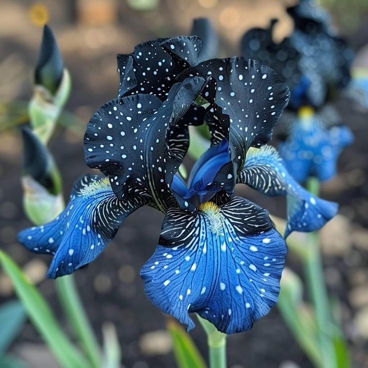 Silver Shimmer-Rare Iris Bulbs⚜️