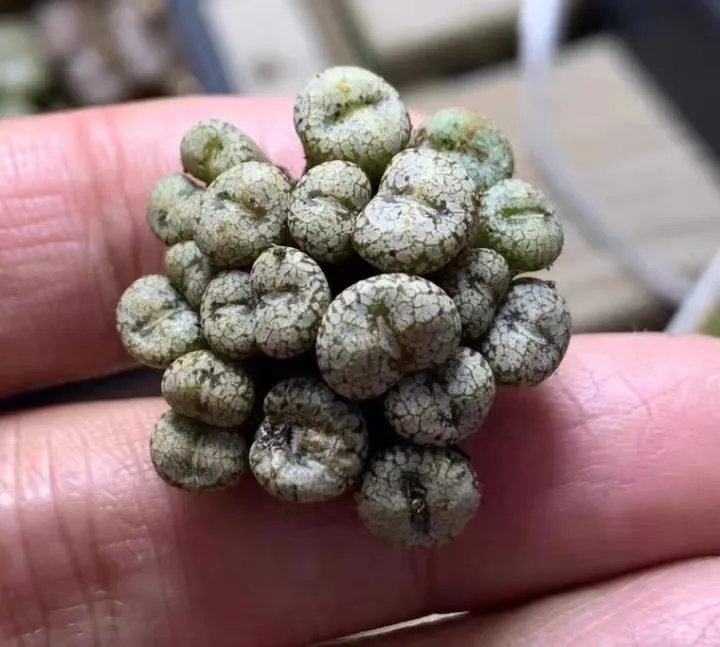 plant Aeonium Echeveria Haworthia  Caudex  Lithops Cactus  Agave 