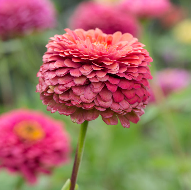 Zinnia Benary's Giant Salmon Rose Flower | X 30 Seeds