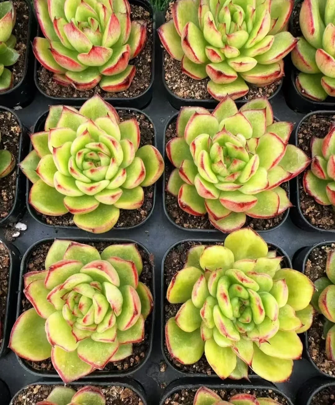 plant Aeonium Echeveria Haworthia  Caudex  Lithops Cactus  Agave 