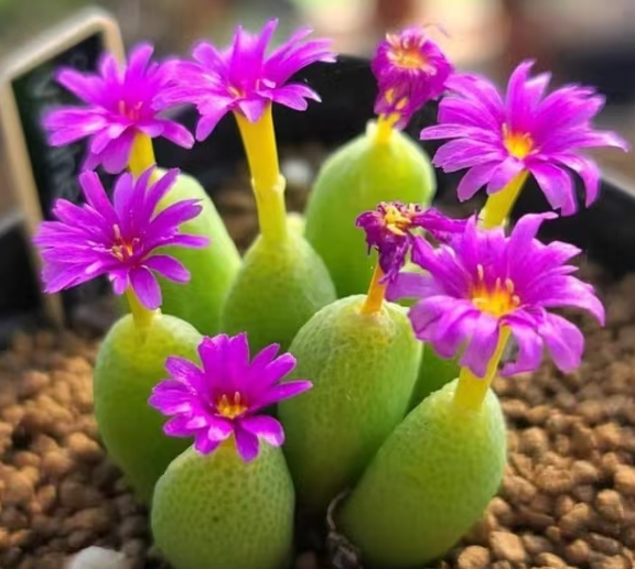 248.vanheerdei SB794 Kangnas, oodles of tiny windows, pink fl. 0.6-0.8cm/  Lithops and Conophytum/ Succulent plants / Garden landscape / Carefully select healthy plants