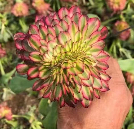 plant Aeonium Echeveria Haworthia  Caudex  Lithops Cactus  Agave 