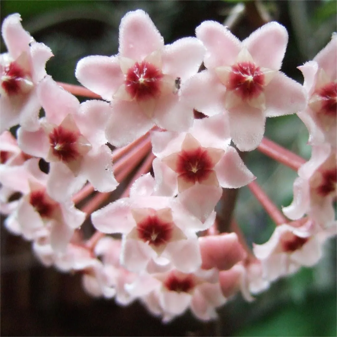 Hoya Seeds - Stars falling from the sky✨