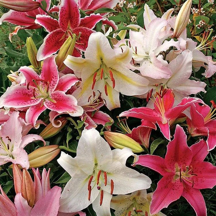 Perfume Liliy Seeds Flower Garden Plant