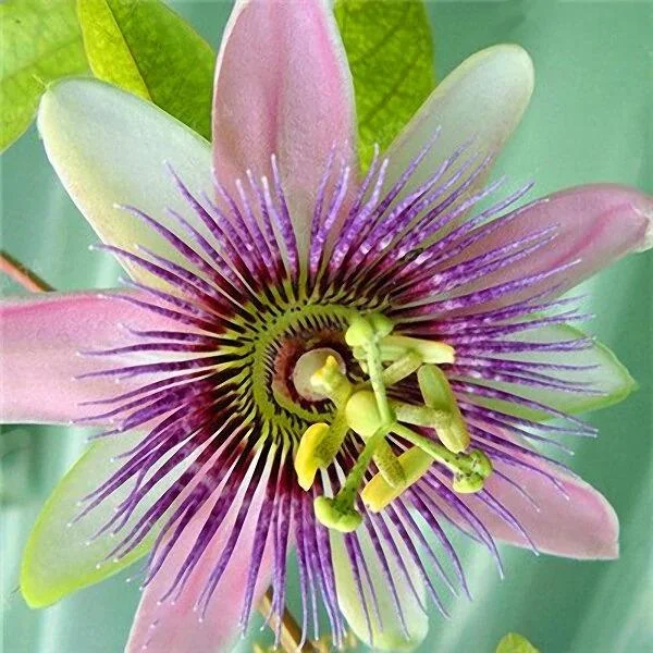 Egrow 50Pcs/Pack Passion Flower Seeds Garden Rare Passiflora Incarnata