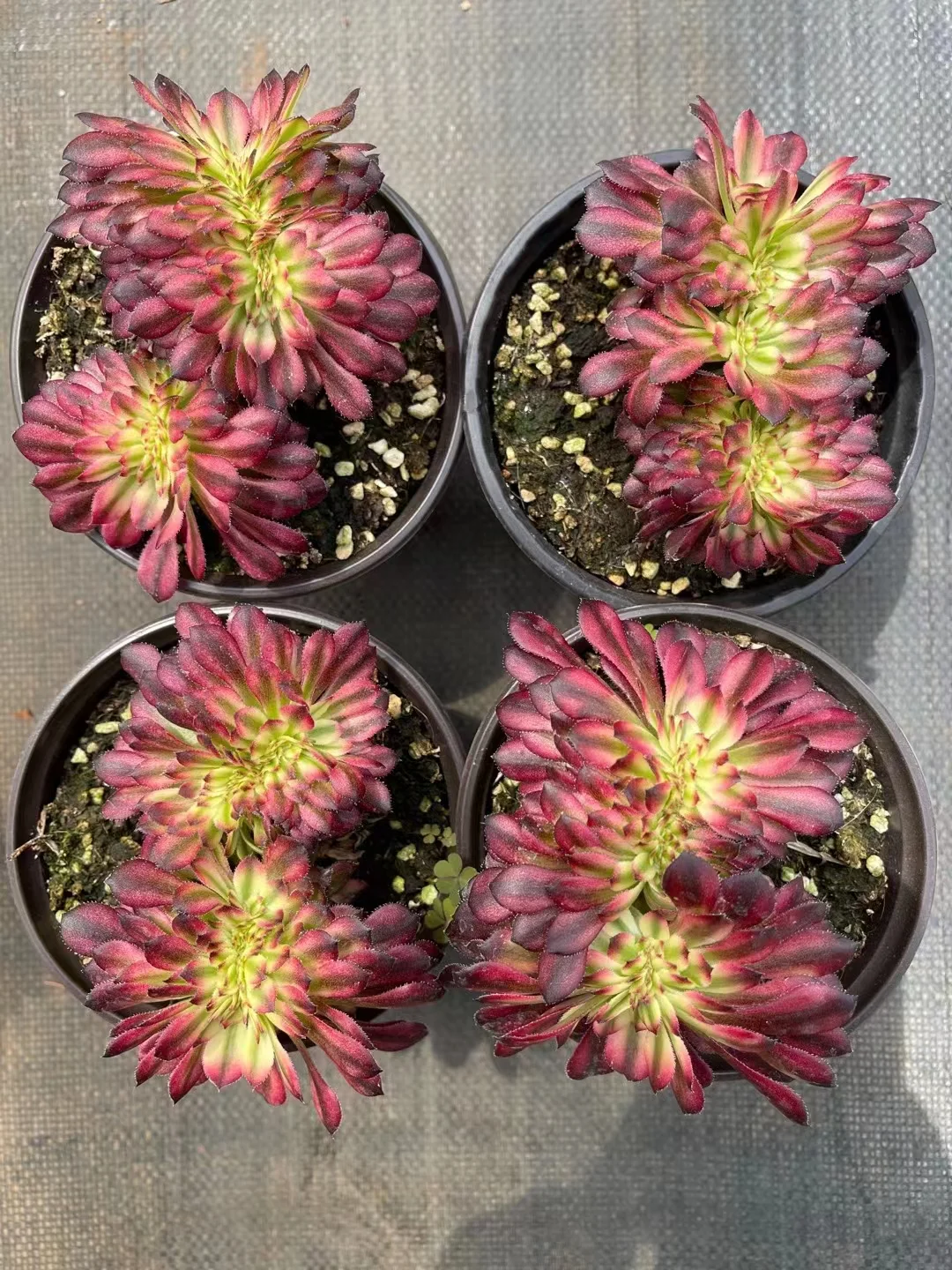 plant Aeonium Echeveria Haworthia  Caudex  Lithops Cactus  Agave 