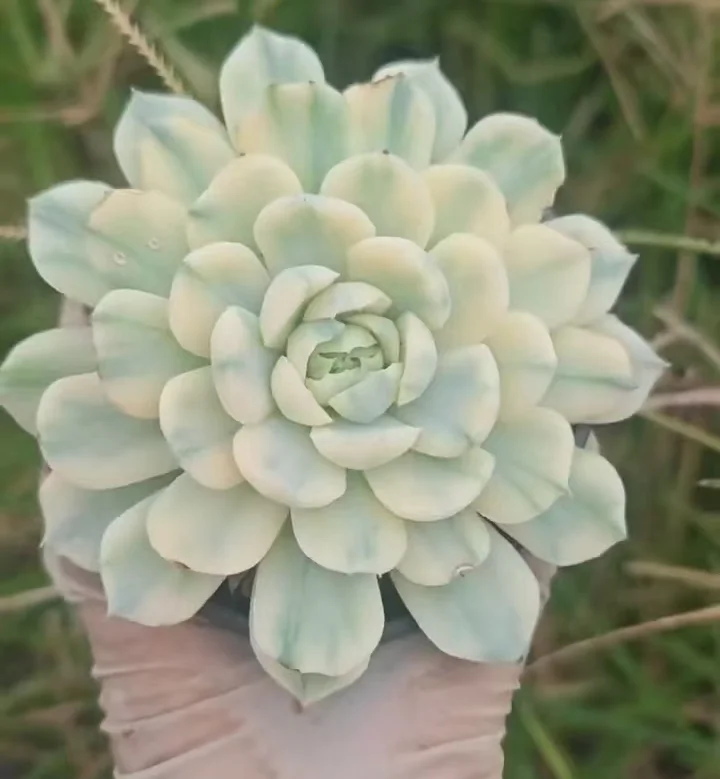 plant Aeonium Echeveria Haworthia  Caudex  Lithops Cactus  Agave 