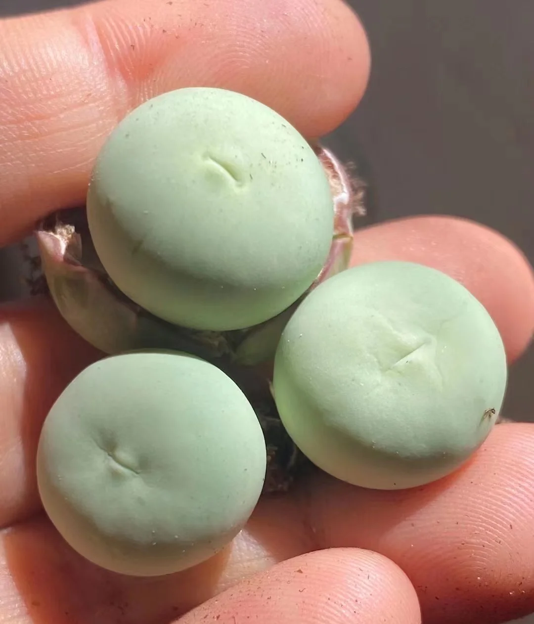 plant Aeonium Echeveria Haworthia  Caudex  Lithops Cactus  Agave 