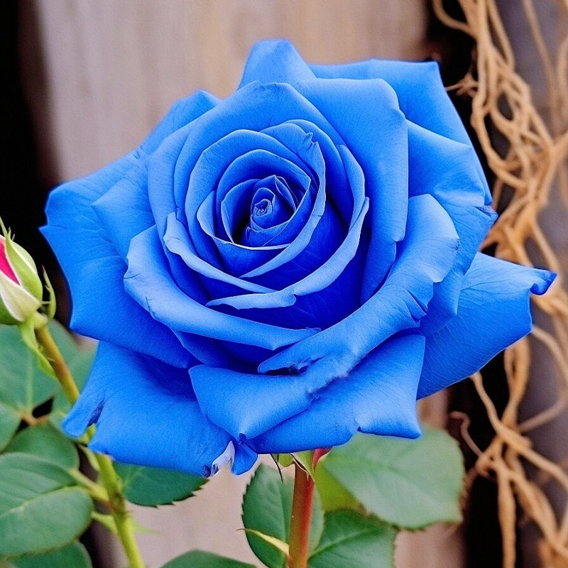 Rare Klein Blue Fairy Rose Seeds