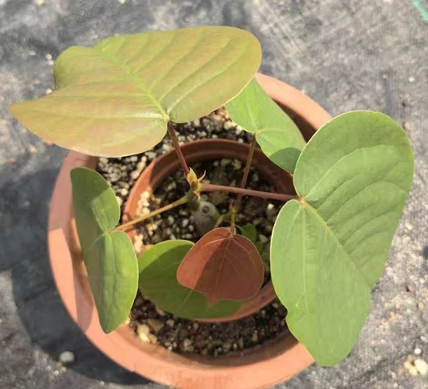 plant Aeonium Echeveria Haworthia  Caudex  Lithops Cactus  Agave 