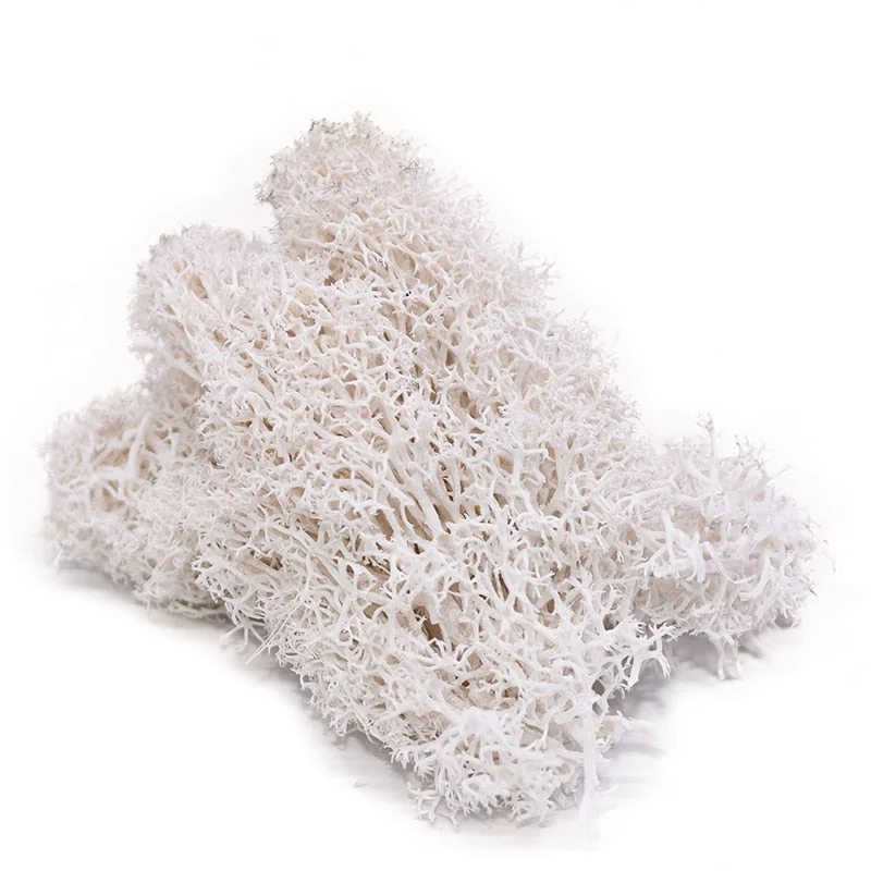 20g Artificial Plant Eternal Life Moss Garden Home Decoration Wall DIY Flower Material Mini Garden Micro Landscape Accessories