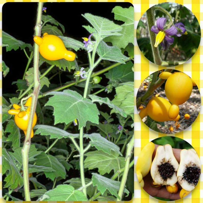 Nipple Fruit Seeds Nipplefruit Bizarre Fruit in the Solanum Family Jonyparkseed®