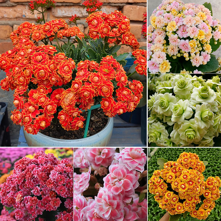 Kalanchoe-Longevity Flower Seeds🌸Health & Longevity