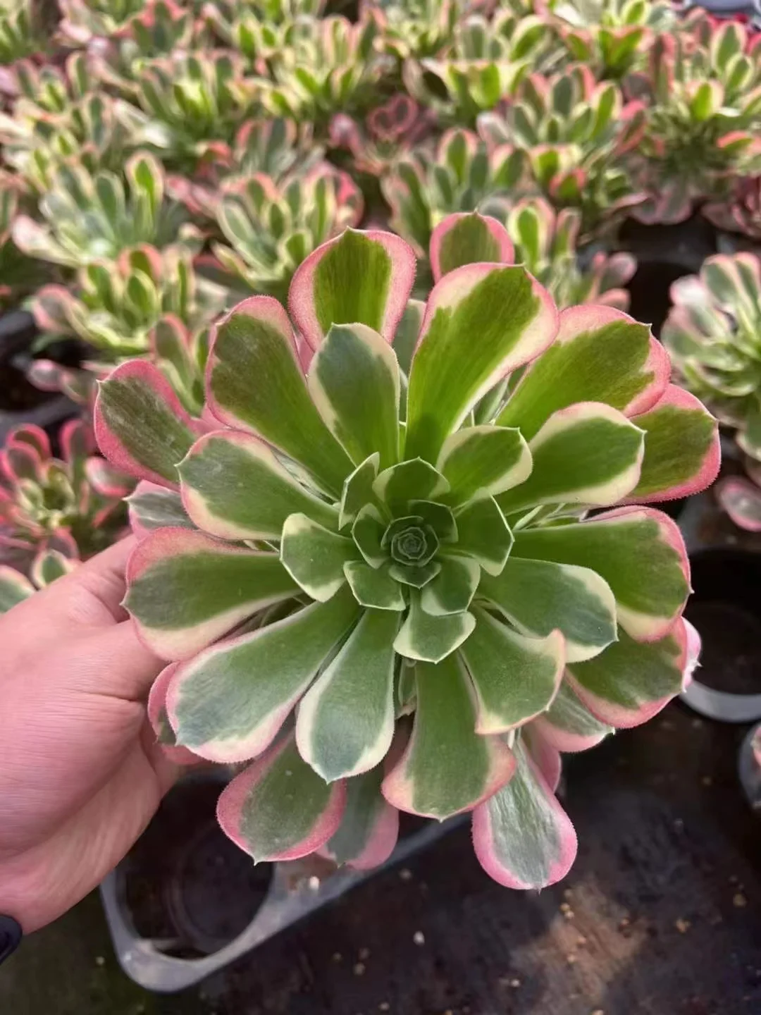 plant Aeonium Echeveria Haworthia  Caudex  Lithops Cactus  Agave 