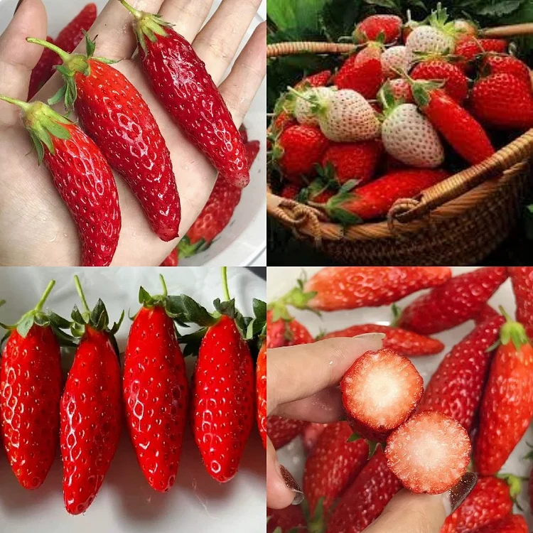Super Sweet Chili-Shaped Strawberry Seeds🍓