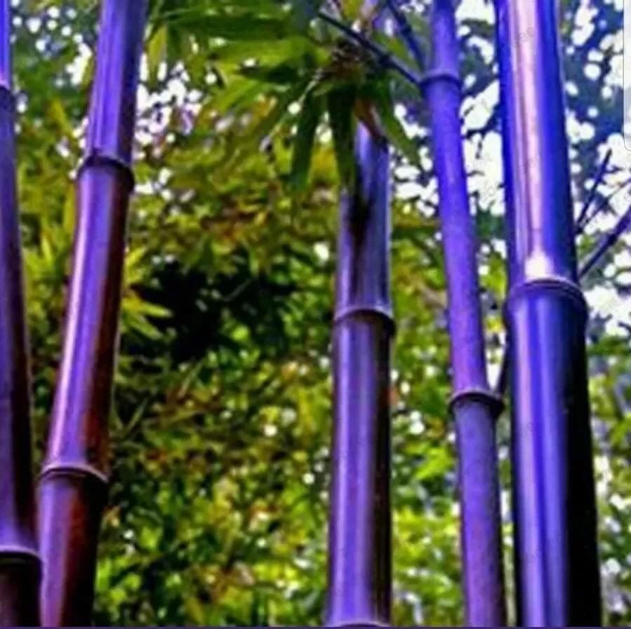 🎋RARE Purple Bamboo