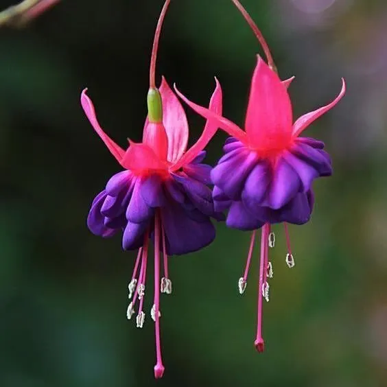 Hanging Bell Begonia Flower Seeds-Various colors available