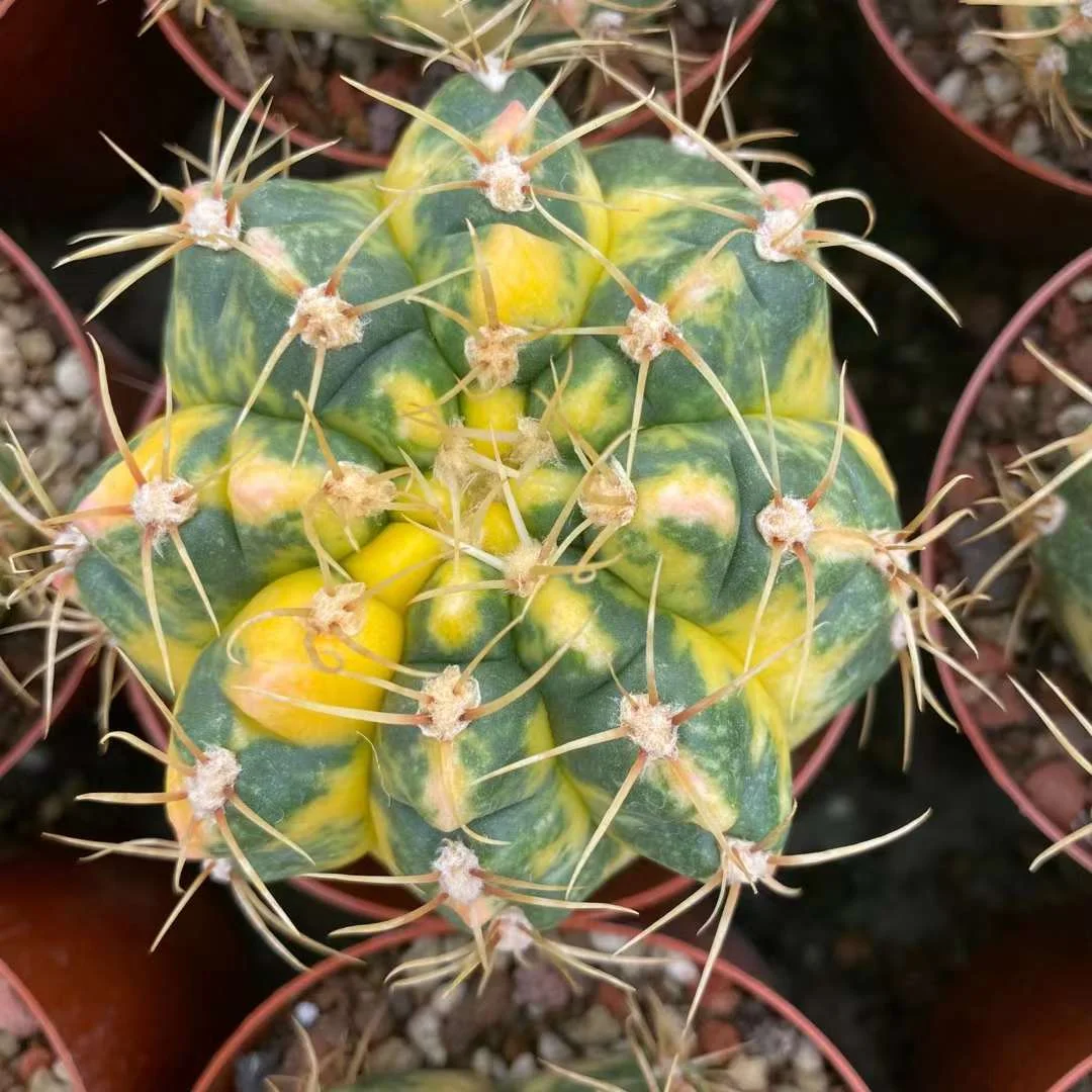 plant Aeonium Echeveria Haworthia  Caudex  Lithops Cactus  Agave 