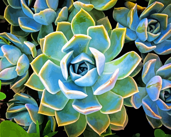 

Plante Succulente – Paint By Numbers - 40*50CM, 501 Original