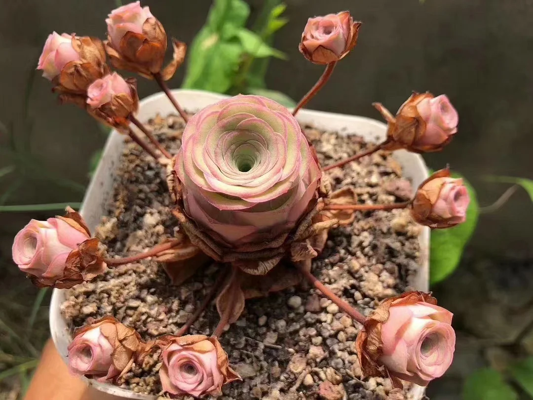 plant Aeonium Echeveria Haworthia  Caudex  Lithops Cactus  Agave 