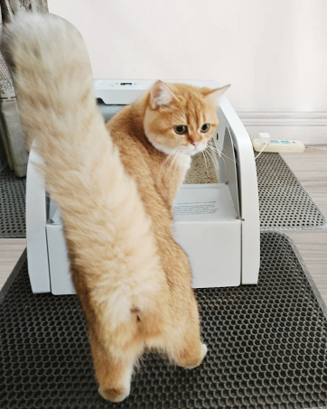 Self Cleaning Cat Litter Box