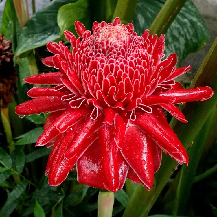 Porcelain rose seeds-Etlingera elatior-Torch Ginger