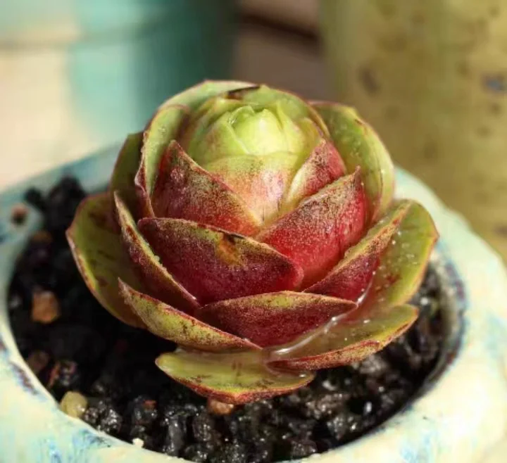 plant Aeonium Echeveria Haworthia  Caudex  Lithops Cactus  Agave 