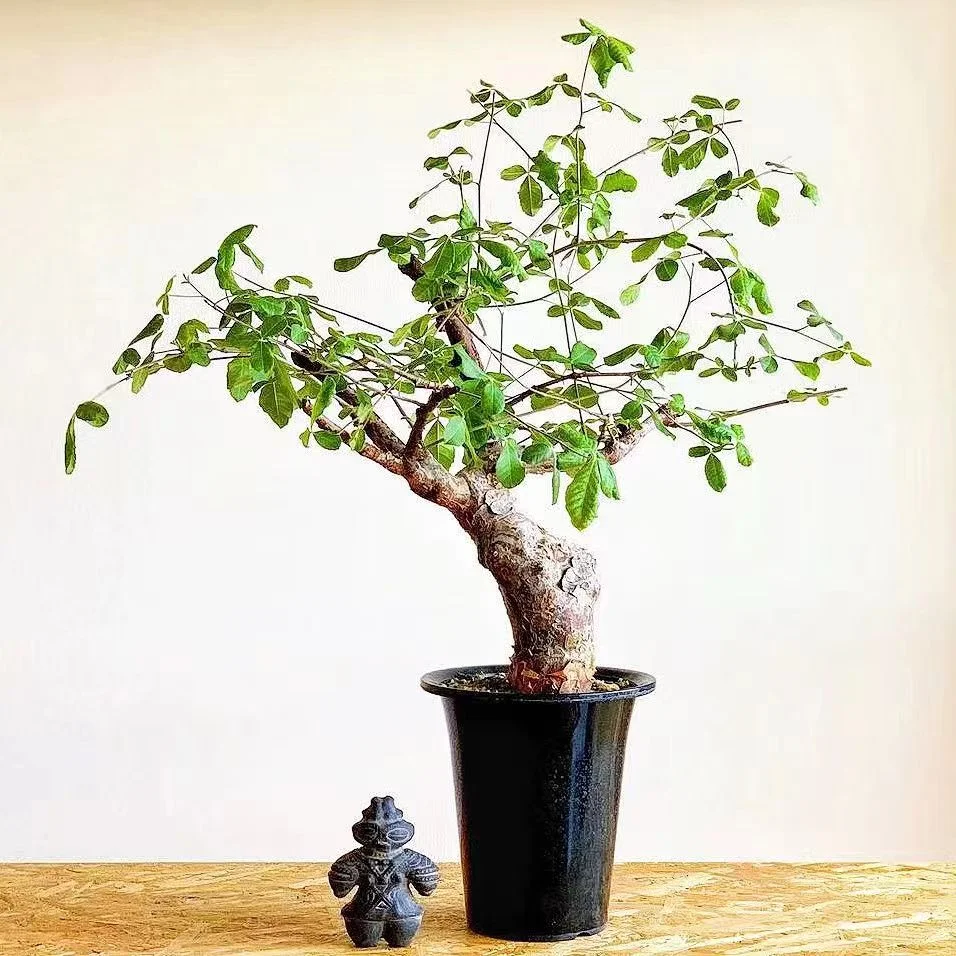 829.  Commiphora orbicularis  1-1.2cm / Caudex  / Succulent plants / Garden landscape / Carefully select healthy plants