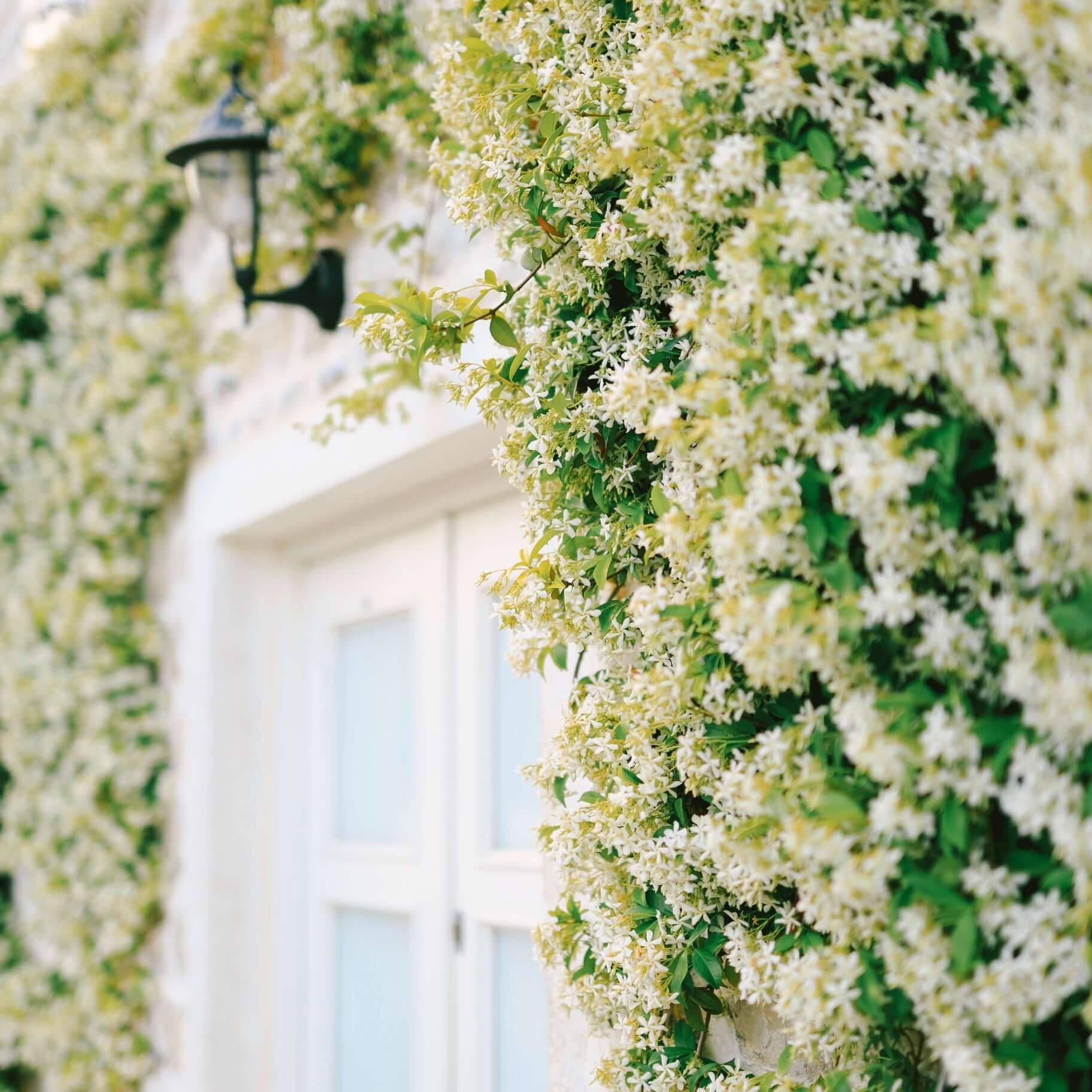 Star Jasmine Espalier | Plants Express