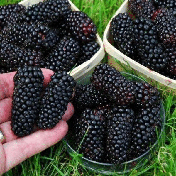 Stratified Raspberry Fruit Seeds