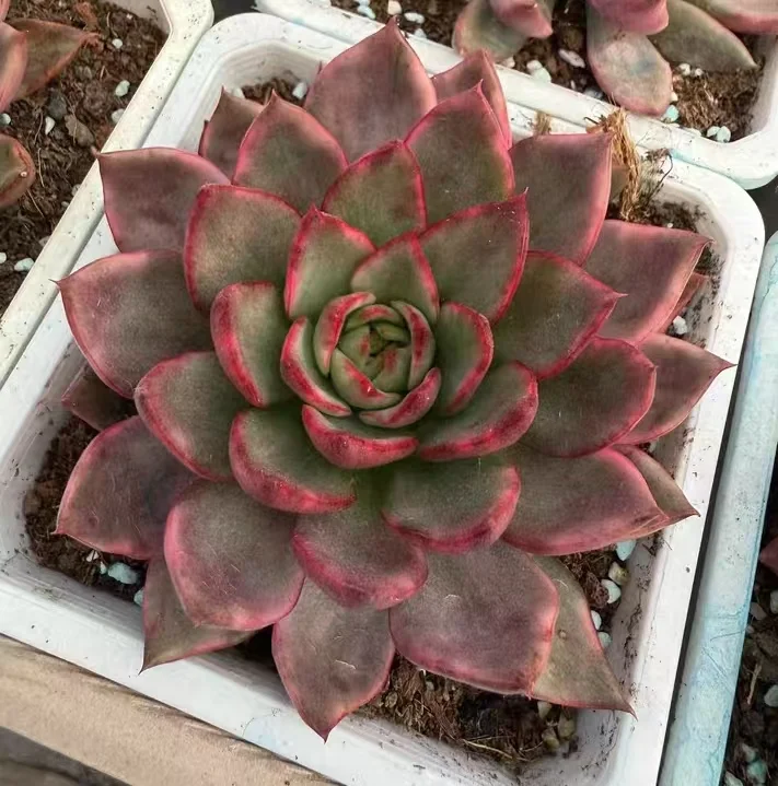 plant Aeonium Echeveria Haworthia  Caudex  Lithops Cactus  Agave 