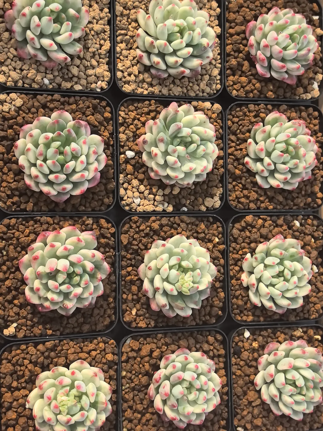 plant Aeonium Echeveria Haworthia  Caudex  Lithops Cactus  Agave 