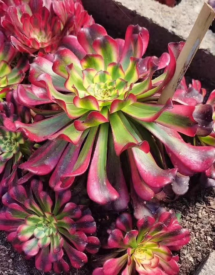 146.  Venus cluster  15-18cm 8 heads / Aeonium cluster / Succulent plants / Garden landscape / Carefully select healthy plants