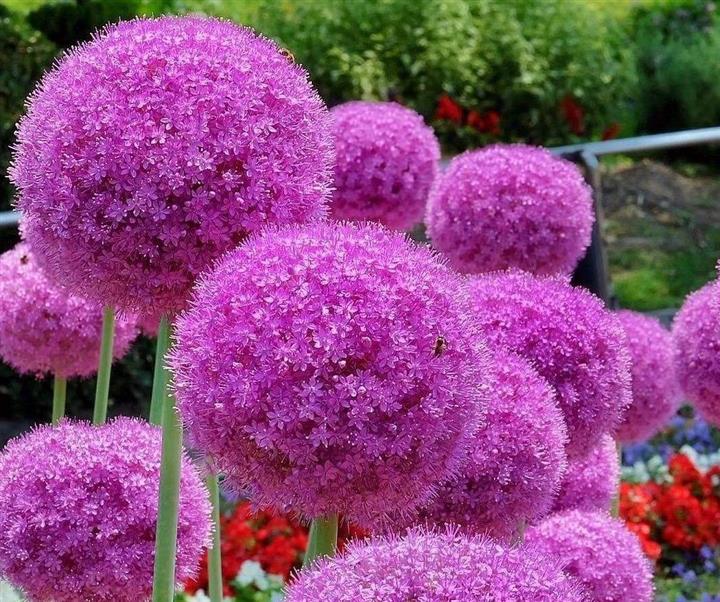 大花蔥名字接地氣 .花朵很夢幻 .種在家里很可