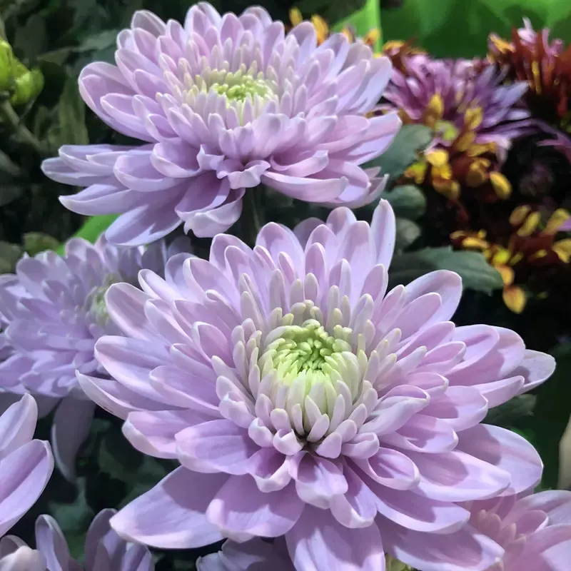 Mixed Spider Mums Flower Seeds-Over 20 Colors