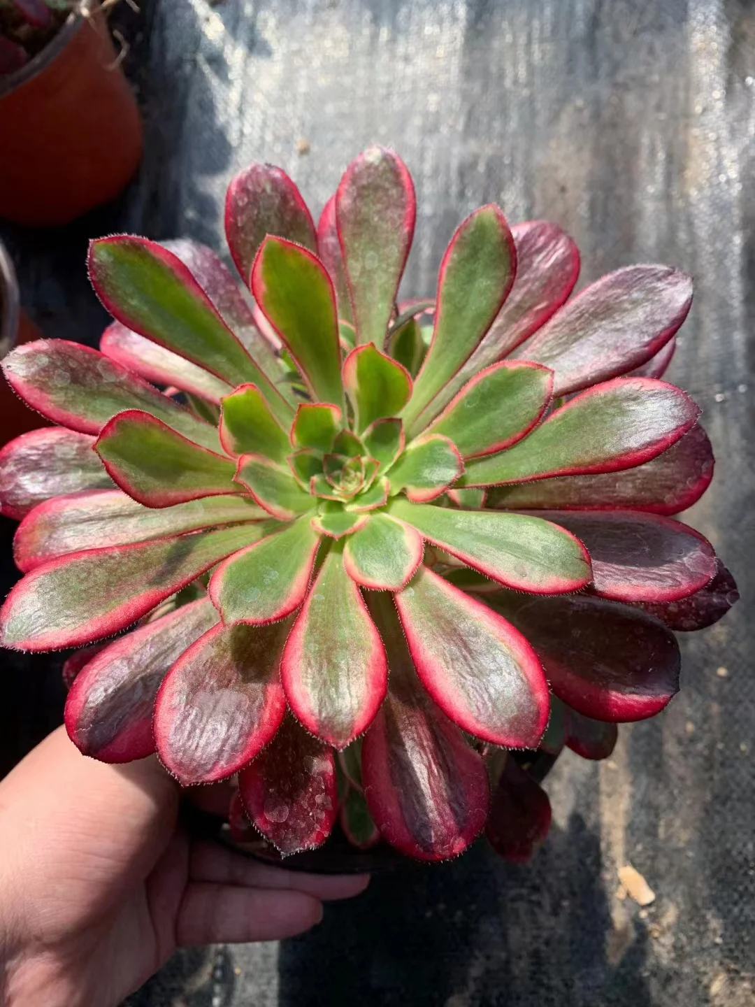 plant Aeonium Echeveria Haworthia  Caudex  Lithops Cactus  Agave 