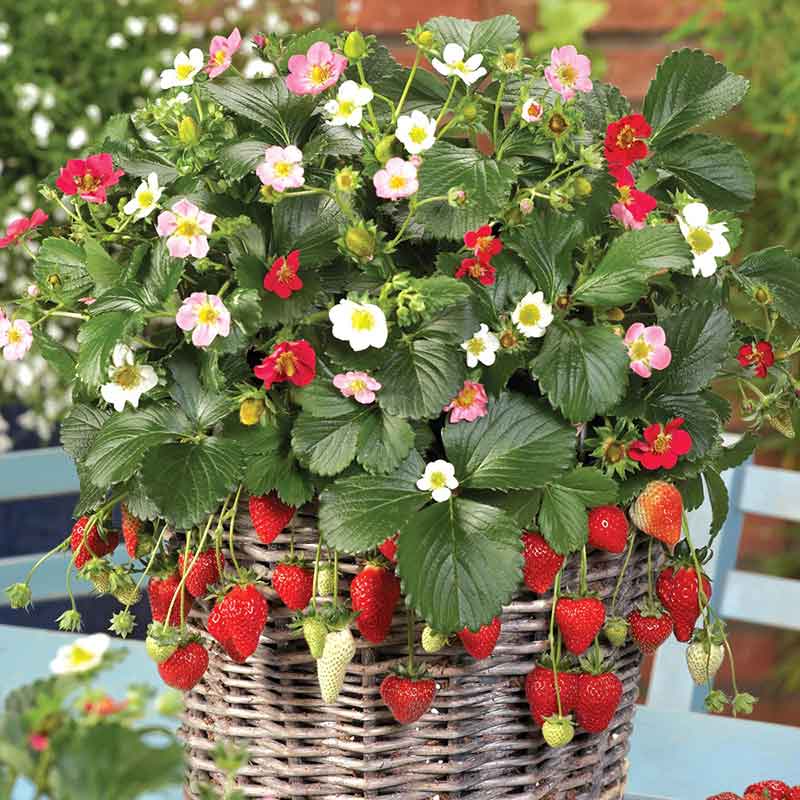 Berried Treasure Pink Strawberry Jonyparkseed®