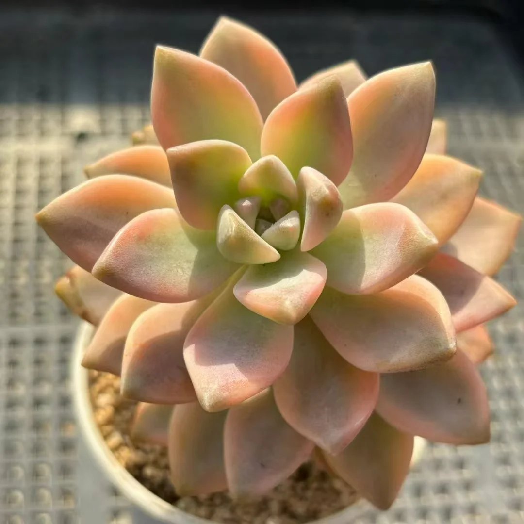 plant Aeonium Echeveria Haworthia  Caudex  Lithops Cactus  Agave 