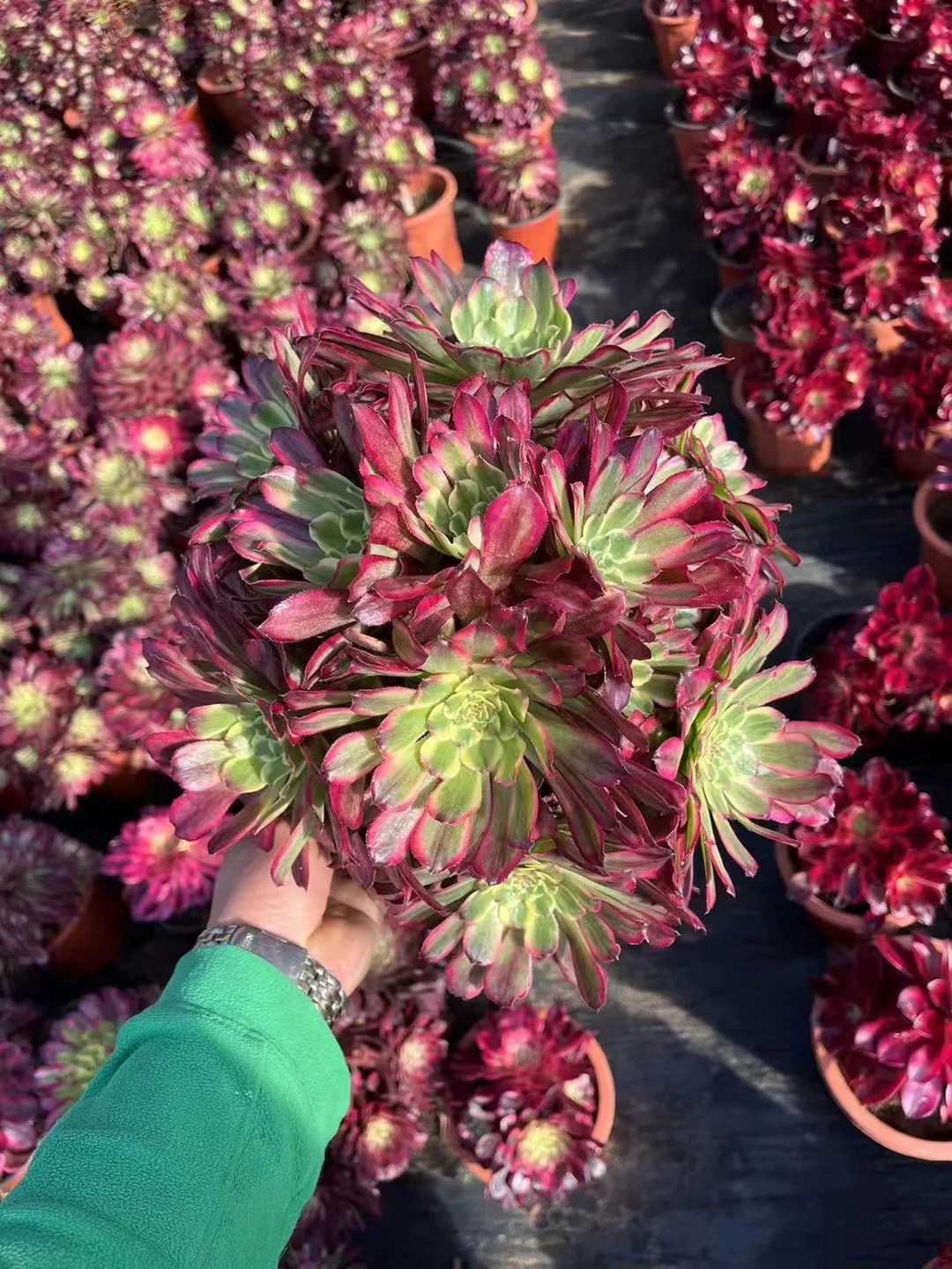 102.1. Pampas cluster 15-18cm 8 heads / Aeonium cluster/ Succulent plants / Garden landscape / Carefully select healthy plants