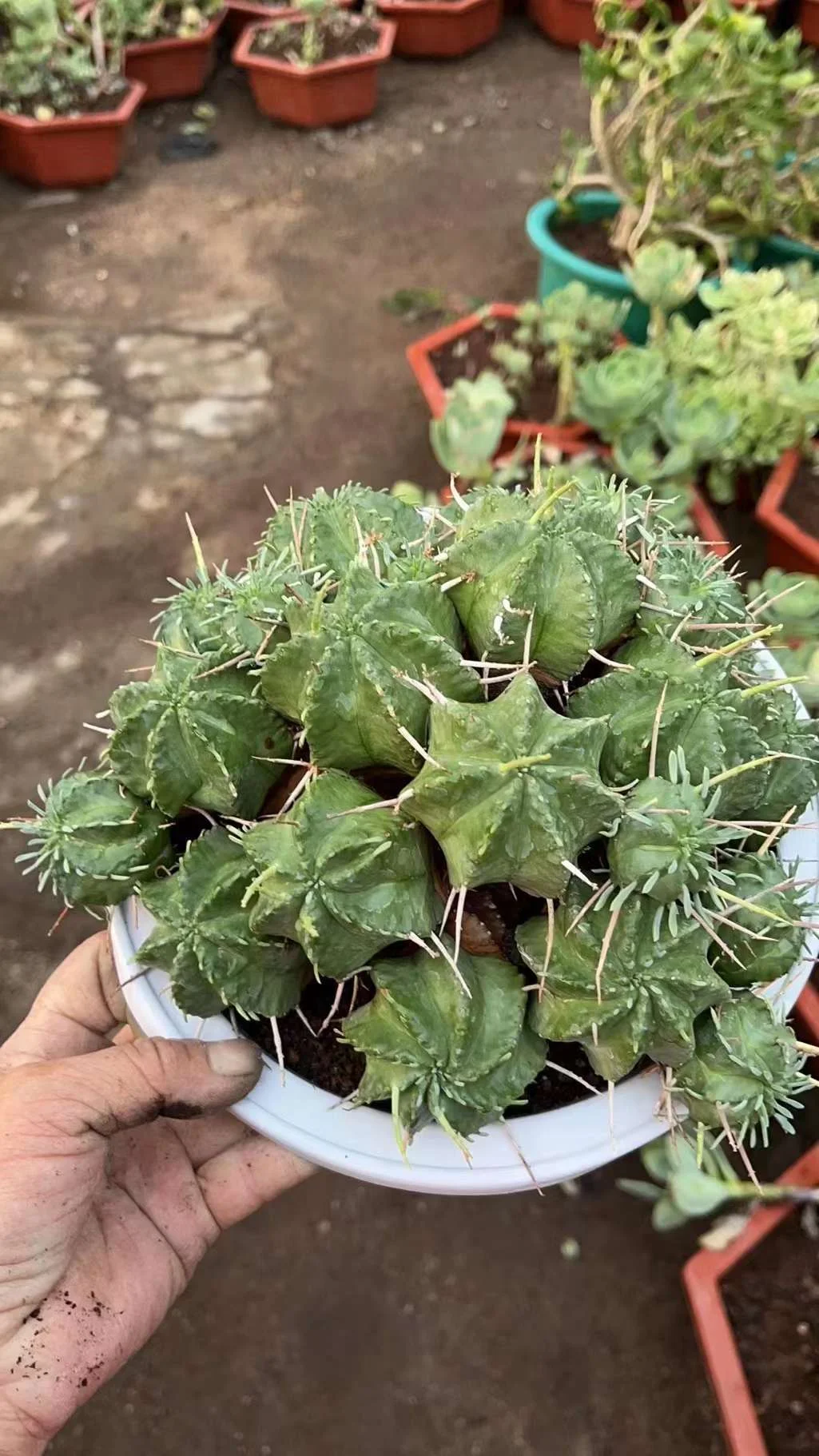 plant Aeonium Echeveria Haworthia  Caudex  Lithops Cactus  Agave 