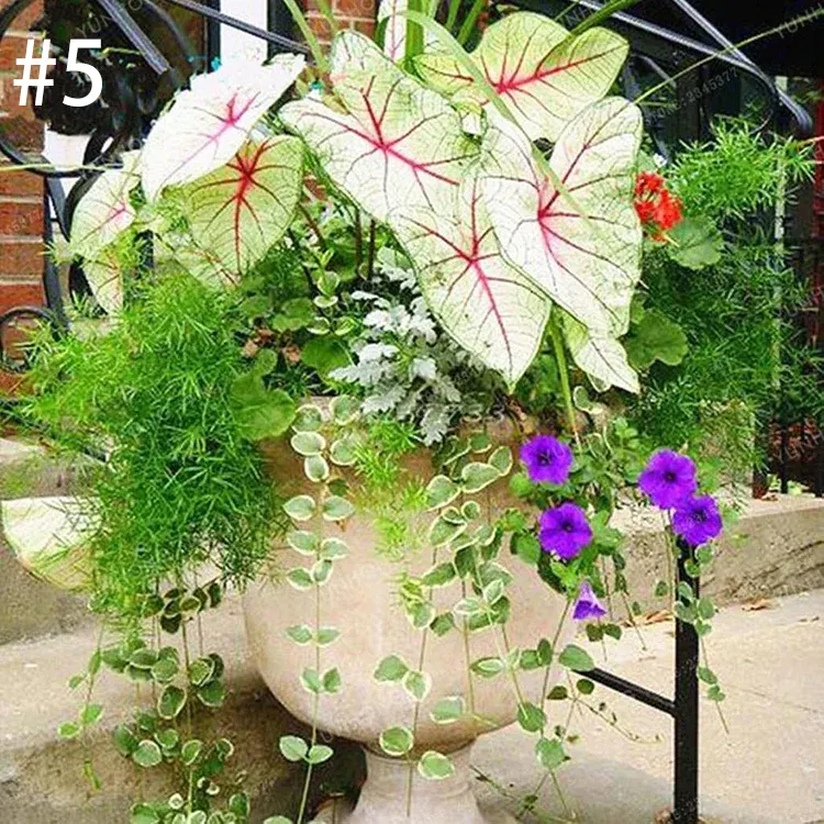 Coleus Bonsai Flower Leaf Plants Rainbow Dragon Seeds Garden