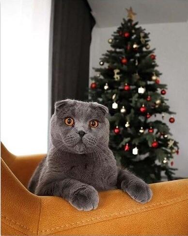 

Cat & Christmas Tree – Paint By Numbers - 40*50CM, 501 Original
