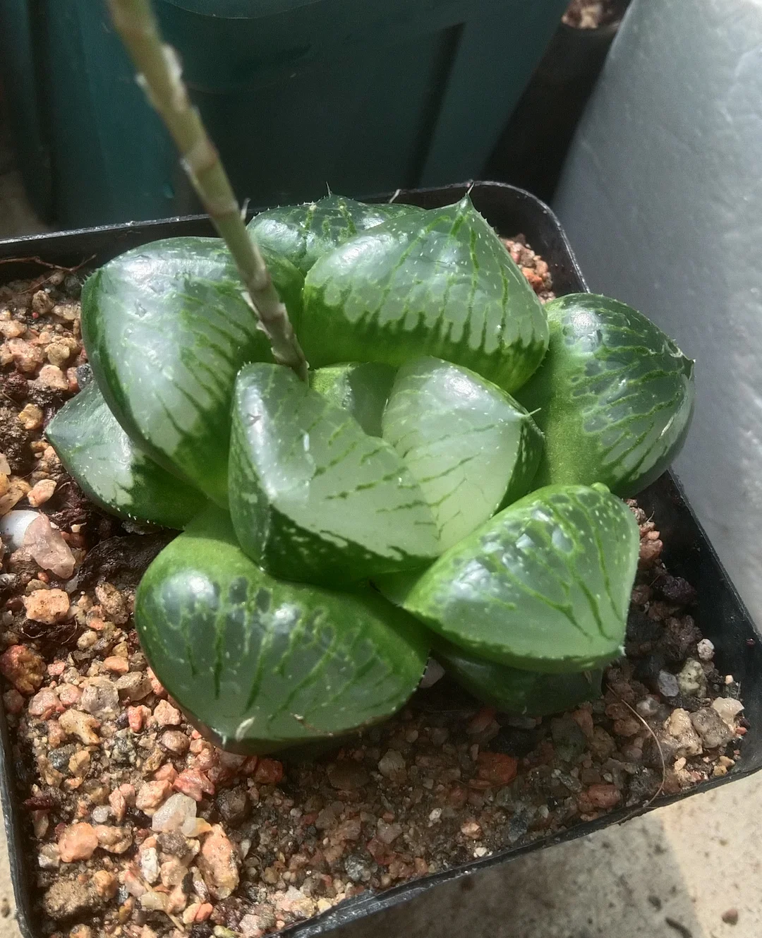 plant Aeonium Echeveria Haworthia  Caudex  Lithops Cactus  Agave 