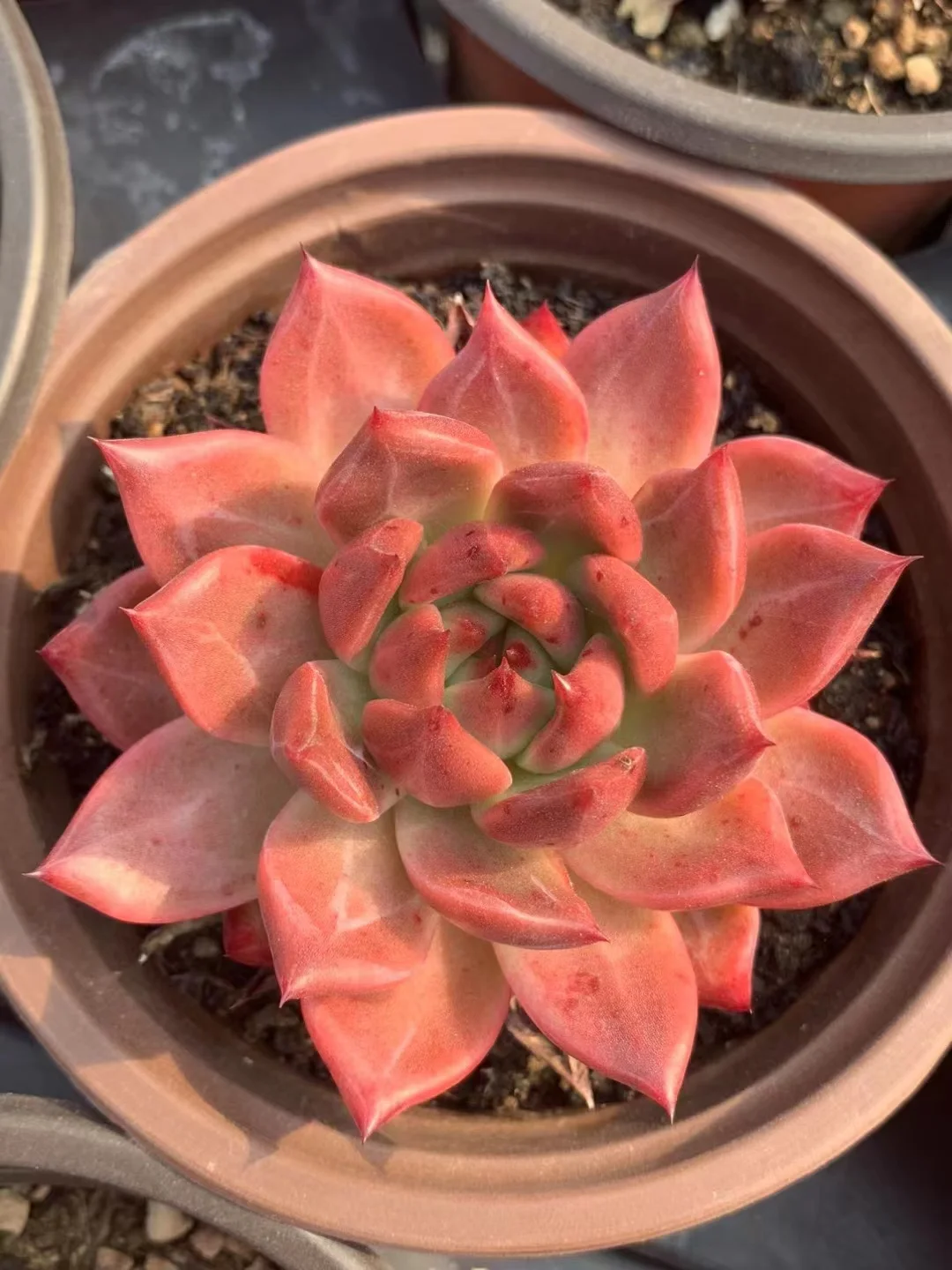 plant Aeonium Echeveria Haworthia  Caudex  Lithops Cactus  Agave 