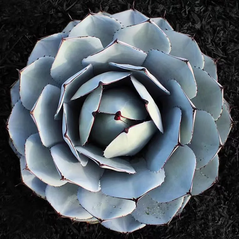 zwyw26.Agave parryi 5-6cm/Agave plants / Succulent plants / Garden landscape / Carefully select healthy plants