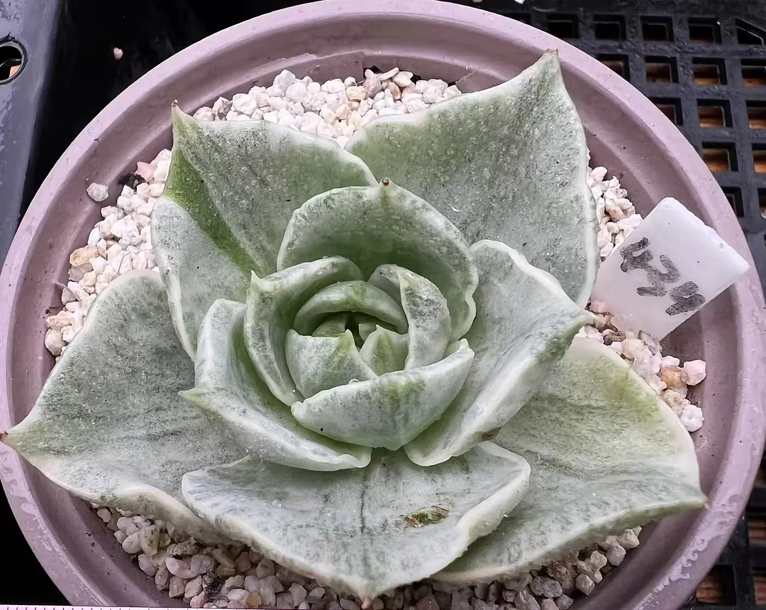 plant Aeonium Echeveria Haworthia  Caudex  Lithops Cactus  Agave 