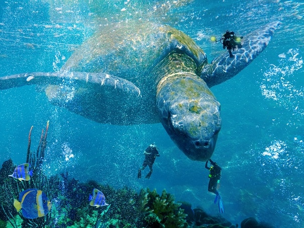 

Big Sea Turtle – Paint By Numbers - 40*50CM, 501 Original